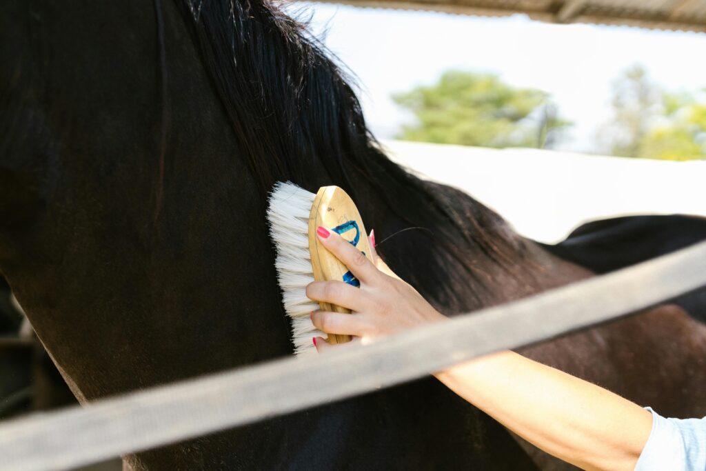 A Person Brushing a Black Horse