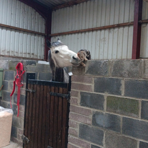Horse I